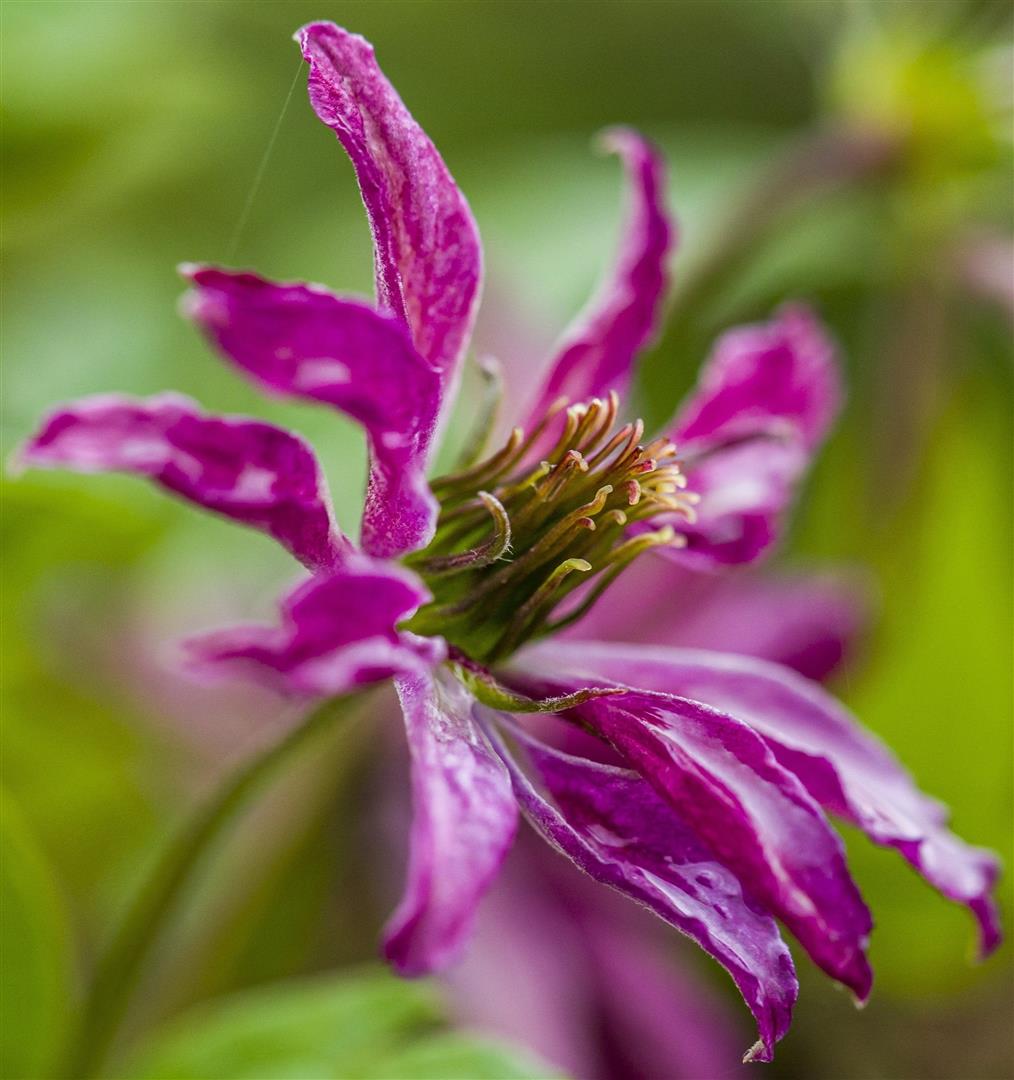 Clematis &