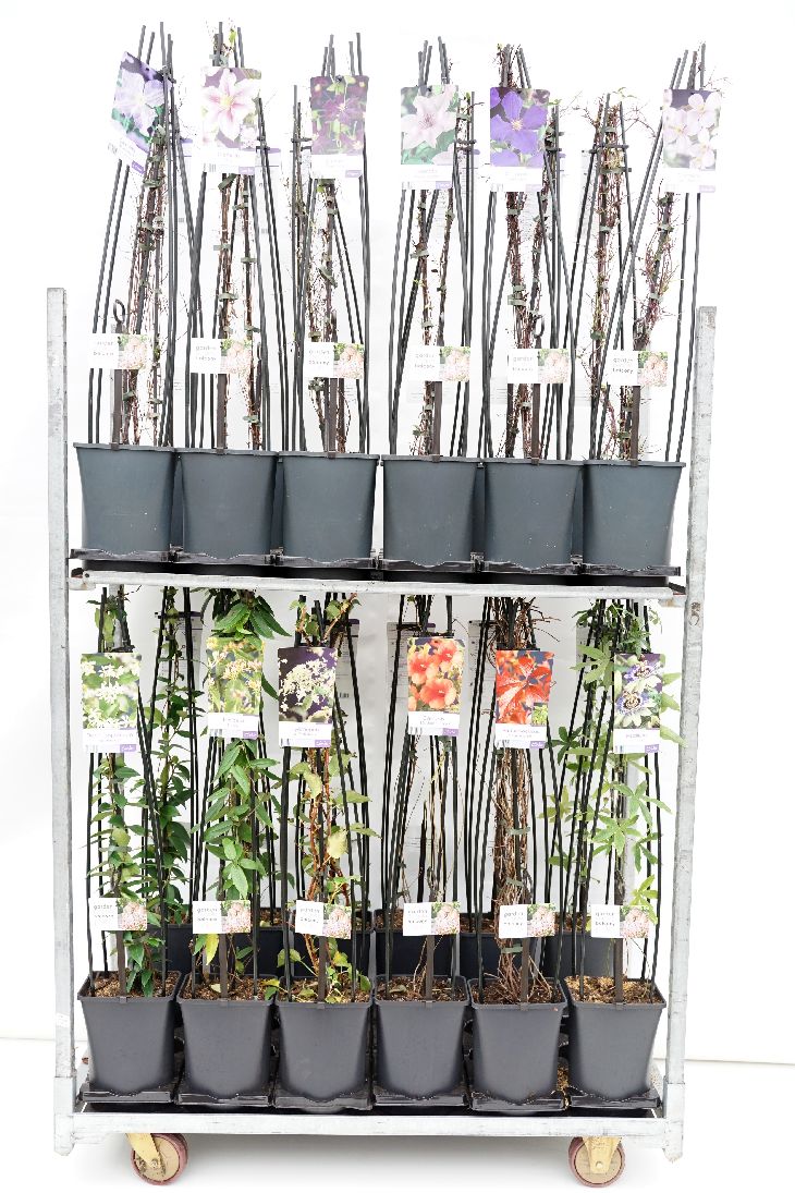 Mix av klätterväxter (Hydrangea, Lonicera, Parthenocissus) C5 (5 liters kruka) 120 cm