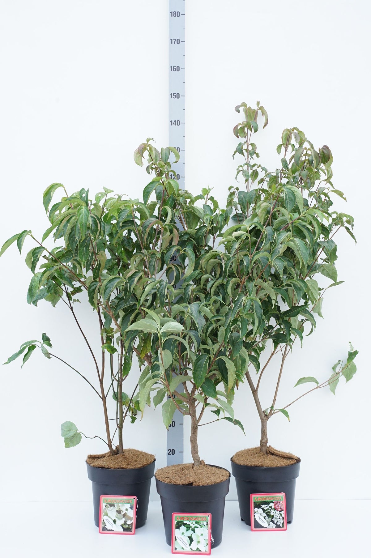 Klätterväxter i sorter C5 (5 liters kruka) 215 cm 4 st