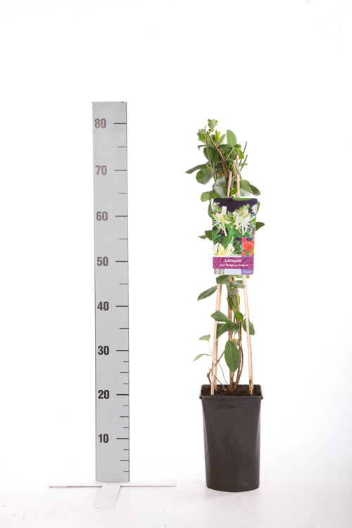 Lonicera periclymenum &