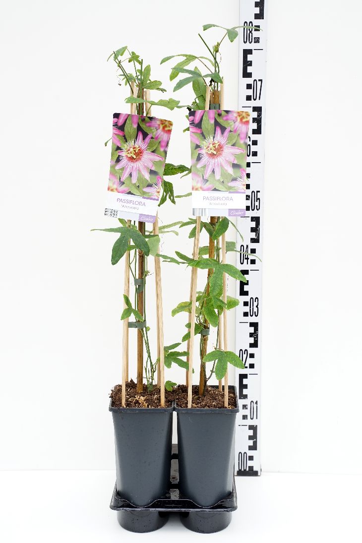 Passiflora &