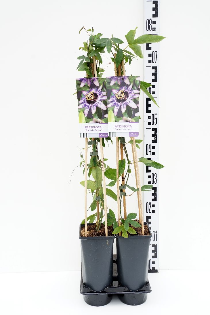 Passiflora c. &