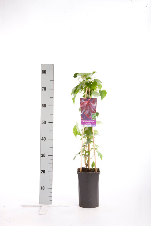 Parthenocissus tr. &