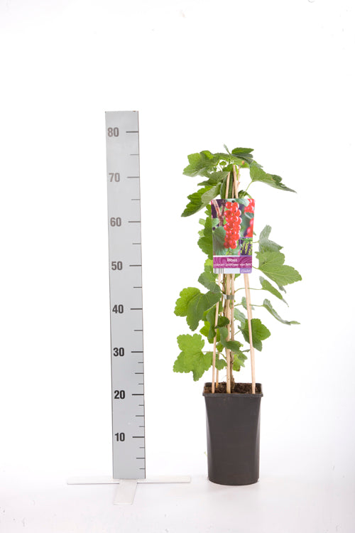 Ribes rubrum &
