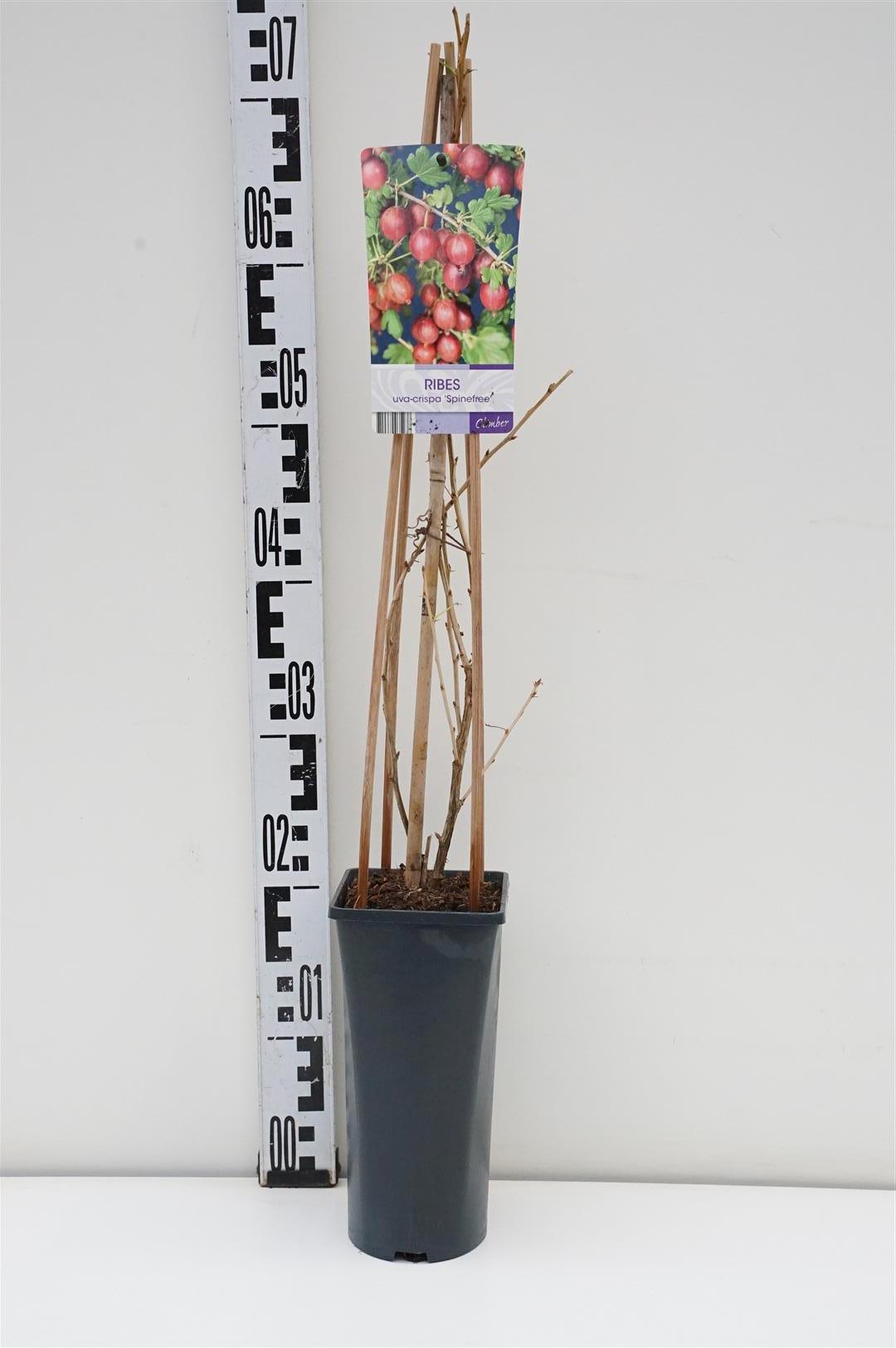 Ribes uva-crispa &