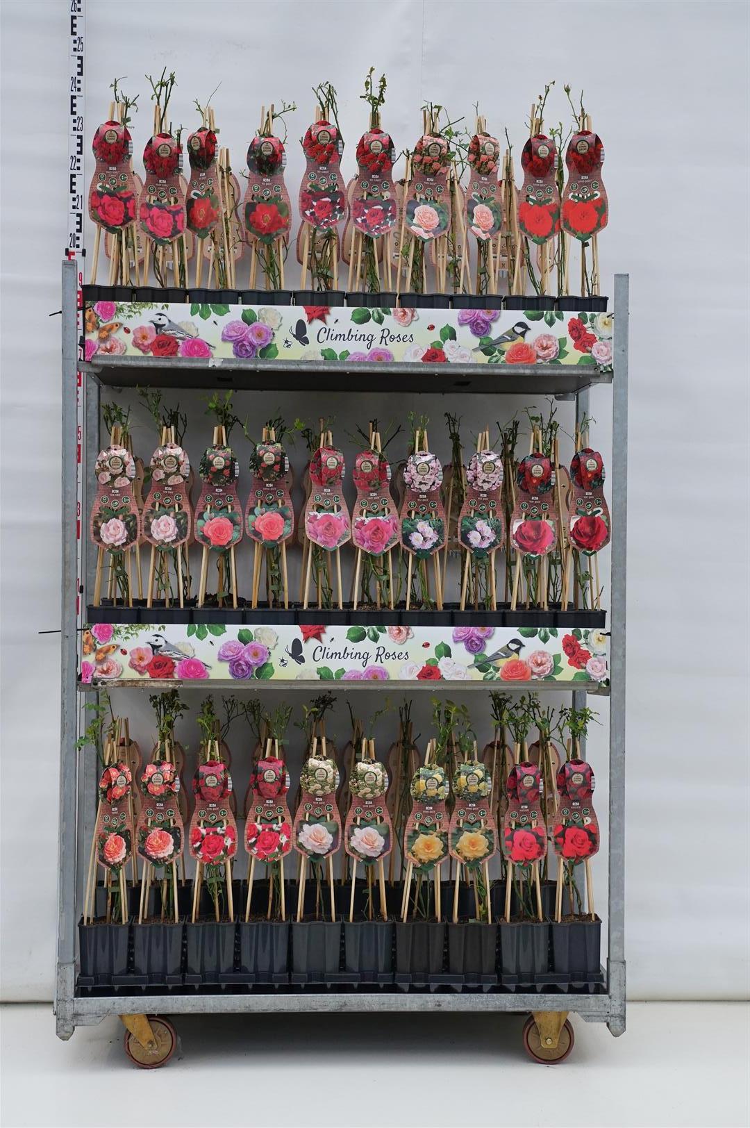 Rosa (olika sorter) C1,5 (1,5 liters kruka) 65 cm