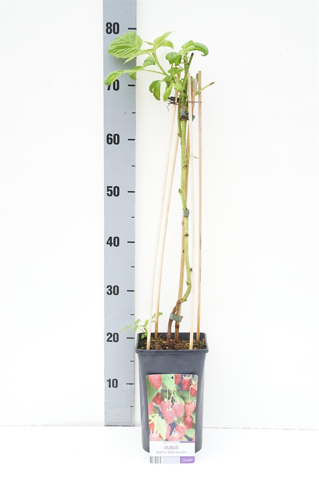 Rubus idaeus &
