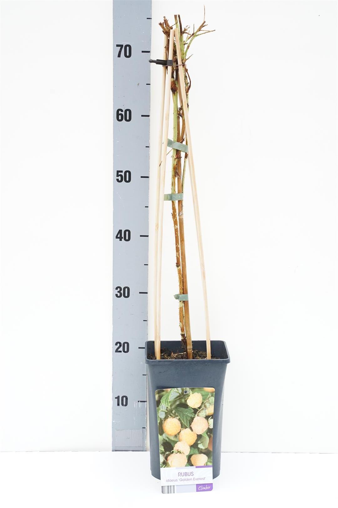 Rubus idaeus &