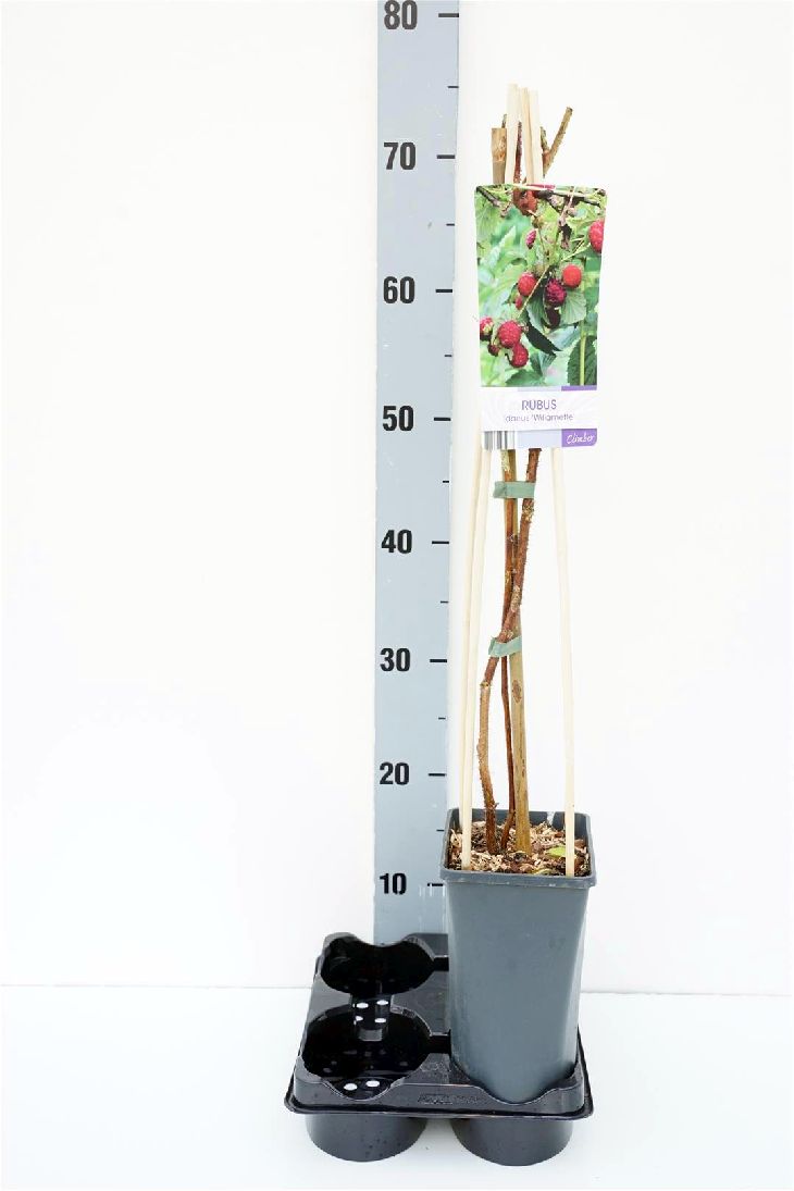 Rubus idaeus &