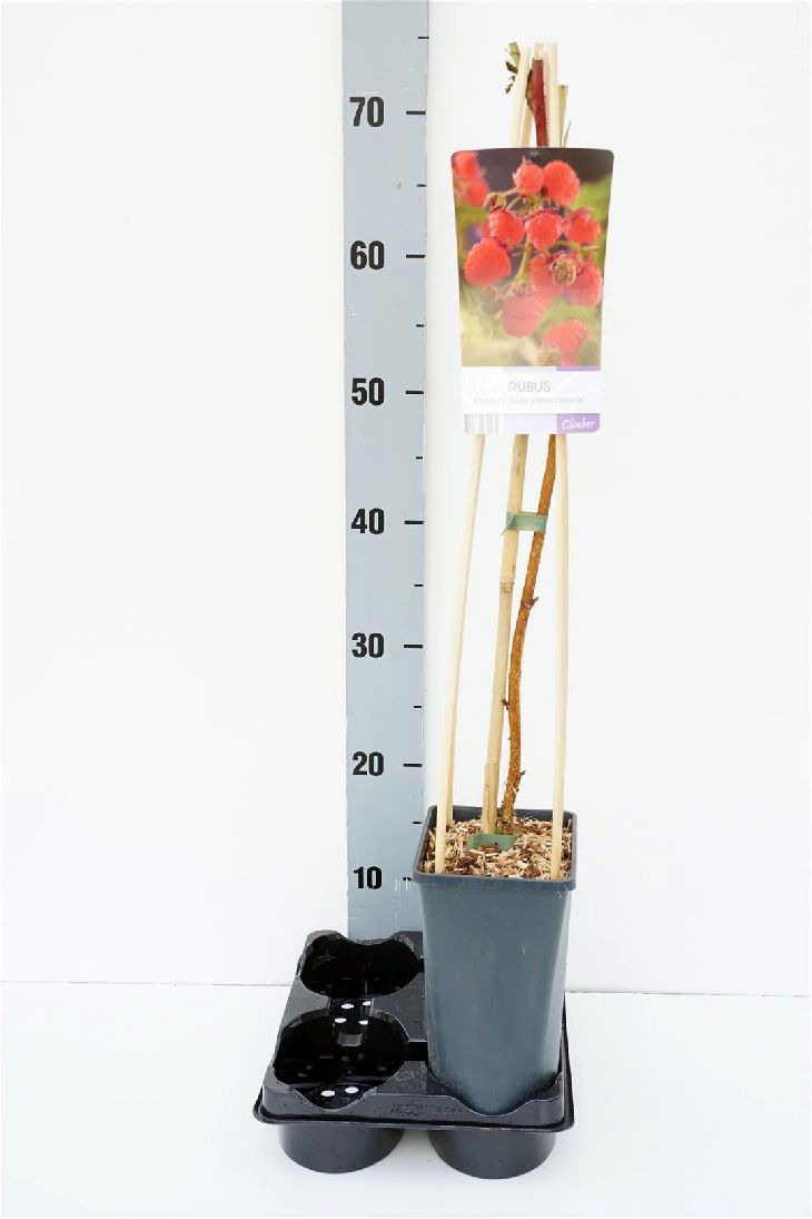 Rubus idaeus &