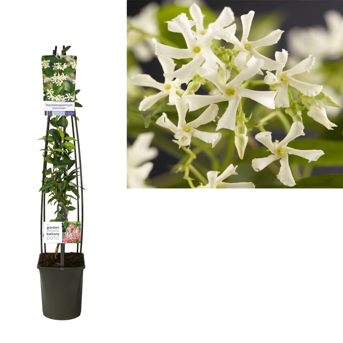Trachelospermum jasminoides C5 (5 liters kruka) 120 cm