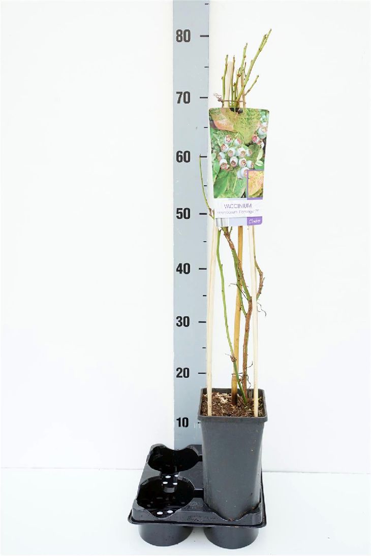 Vaccinium cor. &