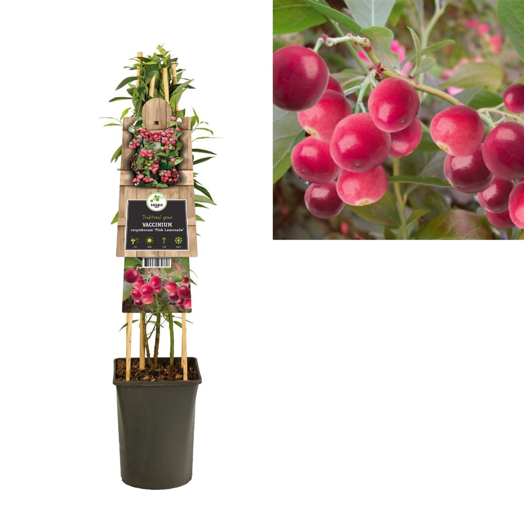 Vaccinium corymbosum &