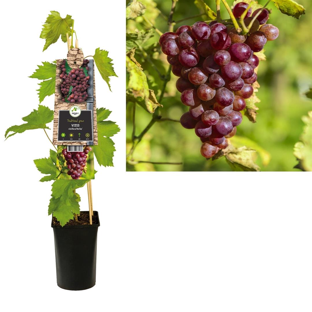Vitis &