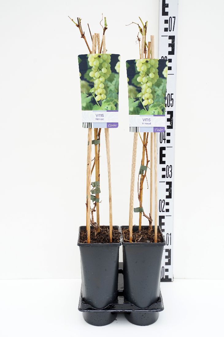 Vitis &