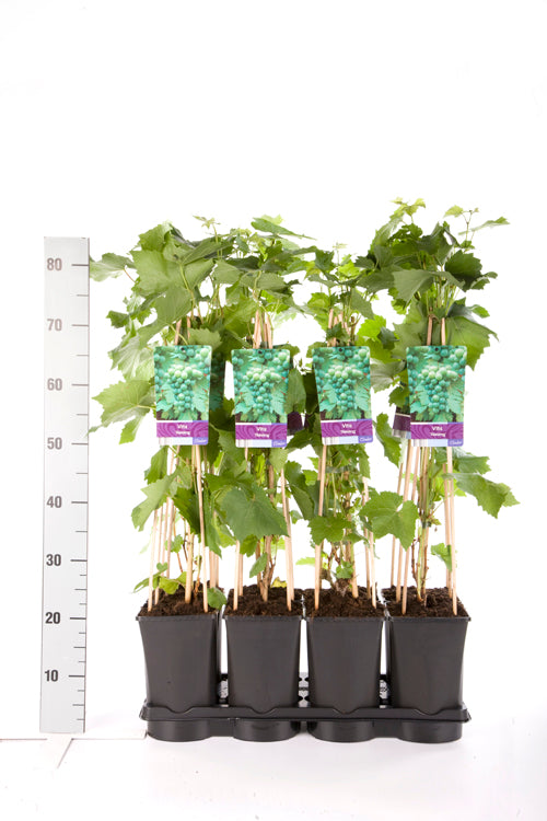 Vinranka Vitis &