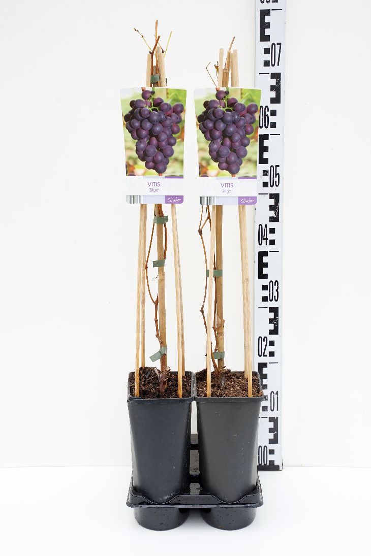 Vitis &