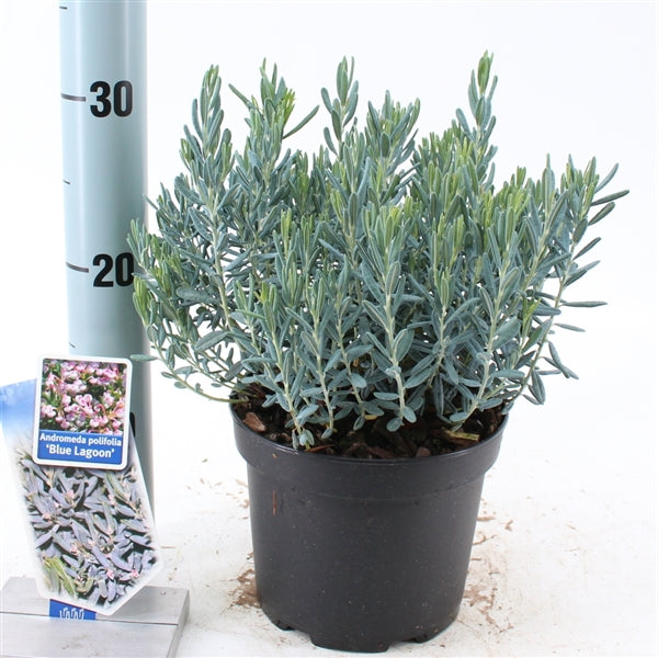 Andromeda i sorter C2 (2 liters kruka) / 17 cm kruka 20-25 cm