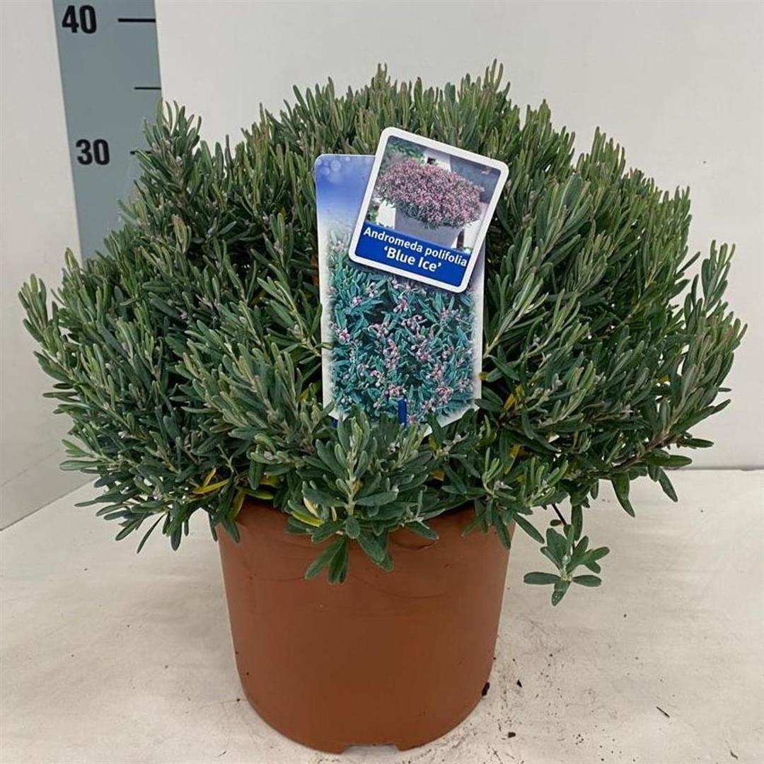 Andromeda polifolia &
