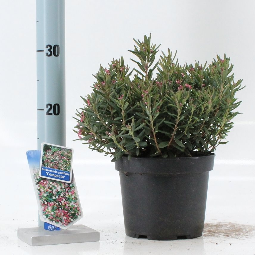 Andromeda polifolia &