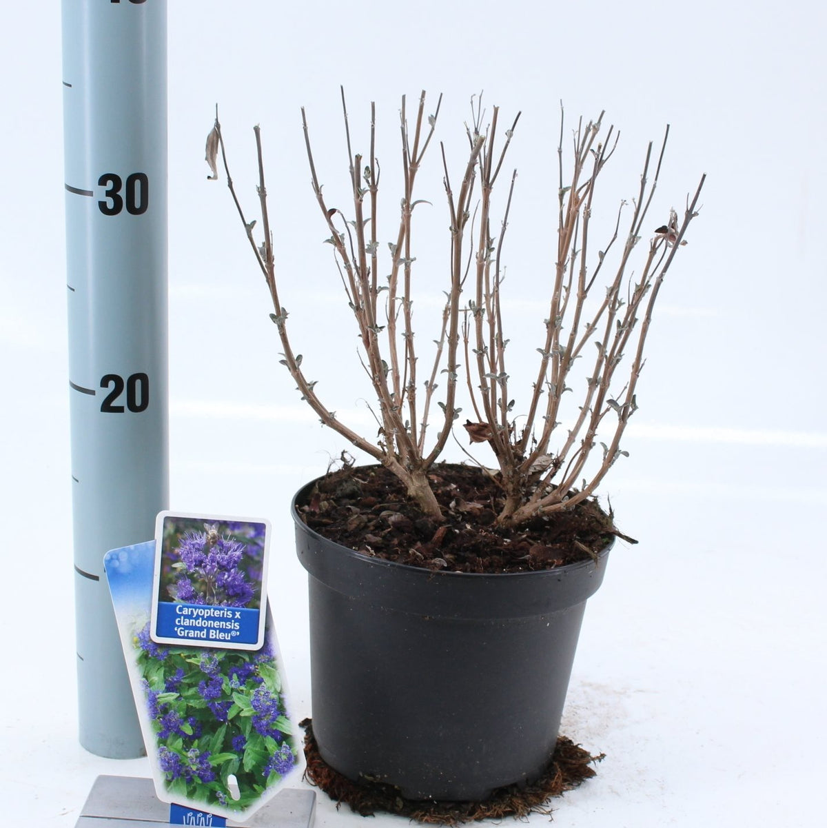 Caryopteris cl. &