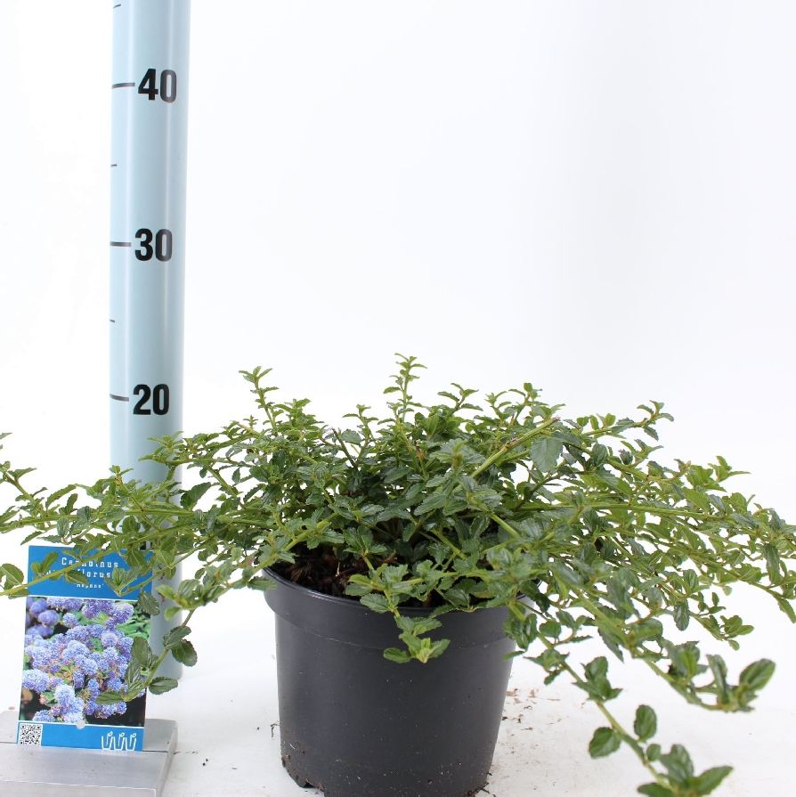 Ceanothus thyrsiflorus var. repens C2 (2 liters kruka) 25-30 cm