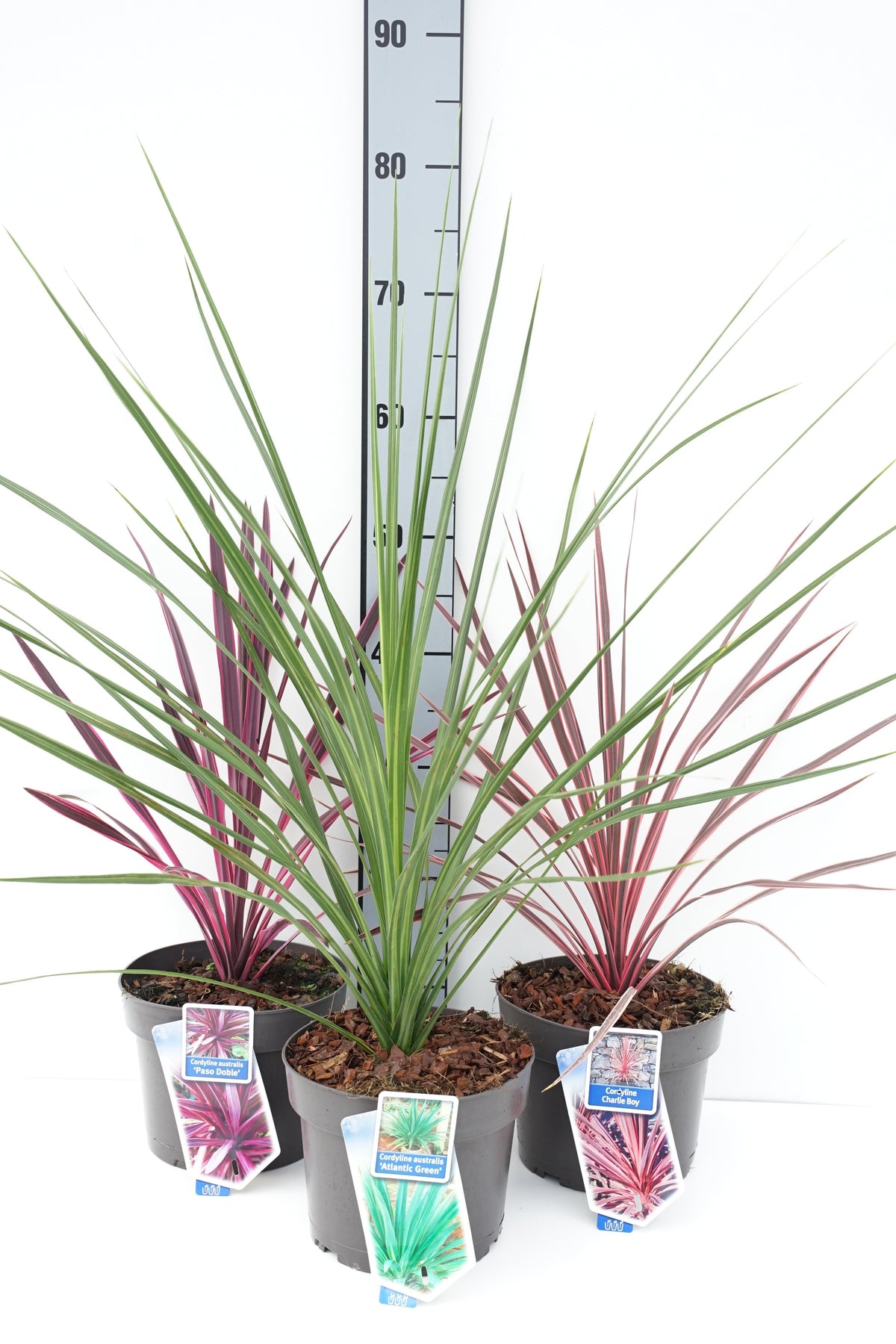Cordyline i sorter C3 (3 liters kruka) / 19 cm kruka 30-40 cm