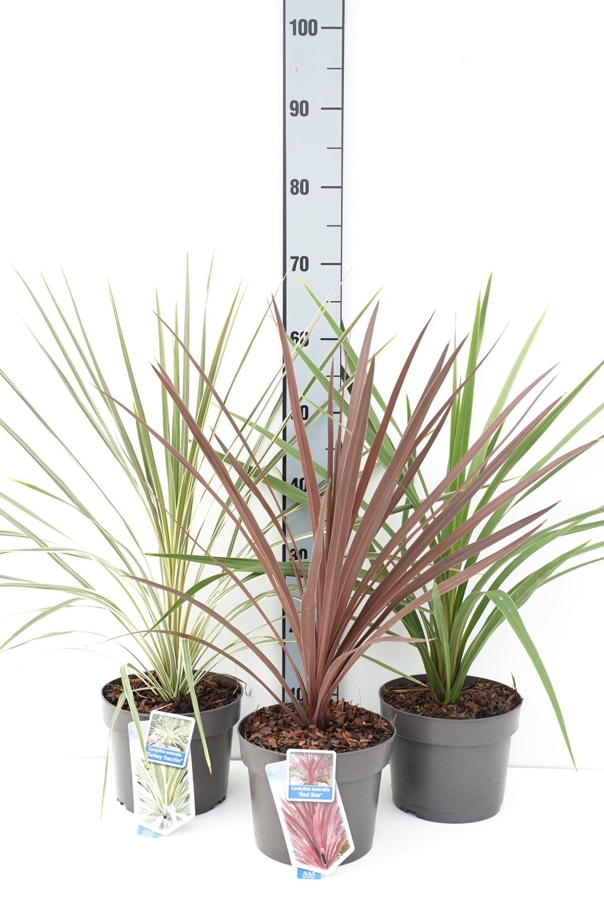 Cordyline i sorter C3 (3 liters kruka) 30-35 cm