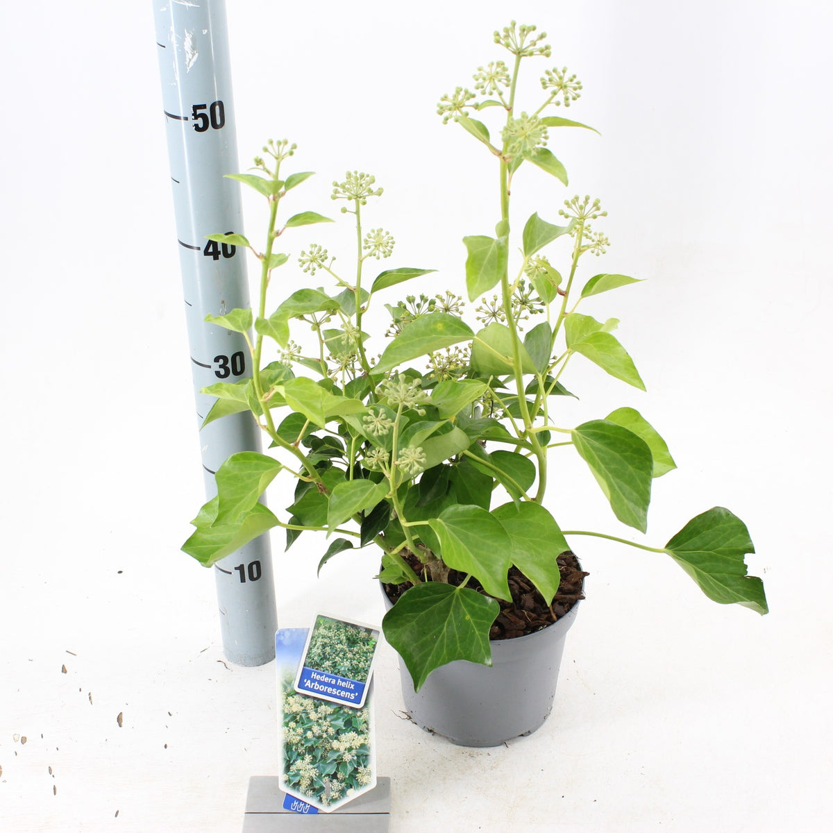 Hedera helix &
