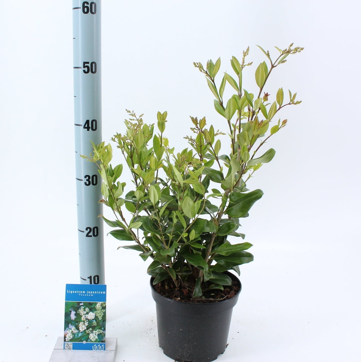 Ligustrum j. &