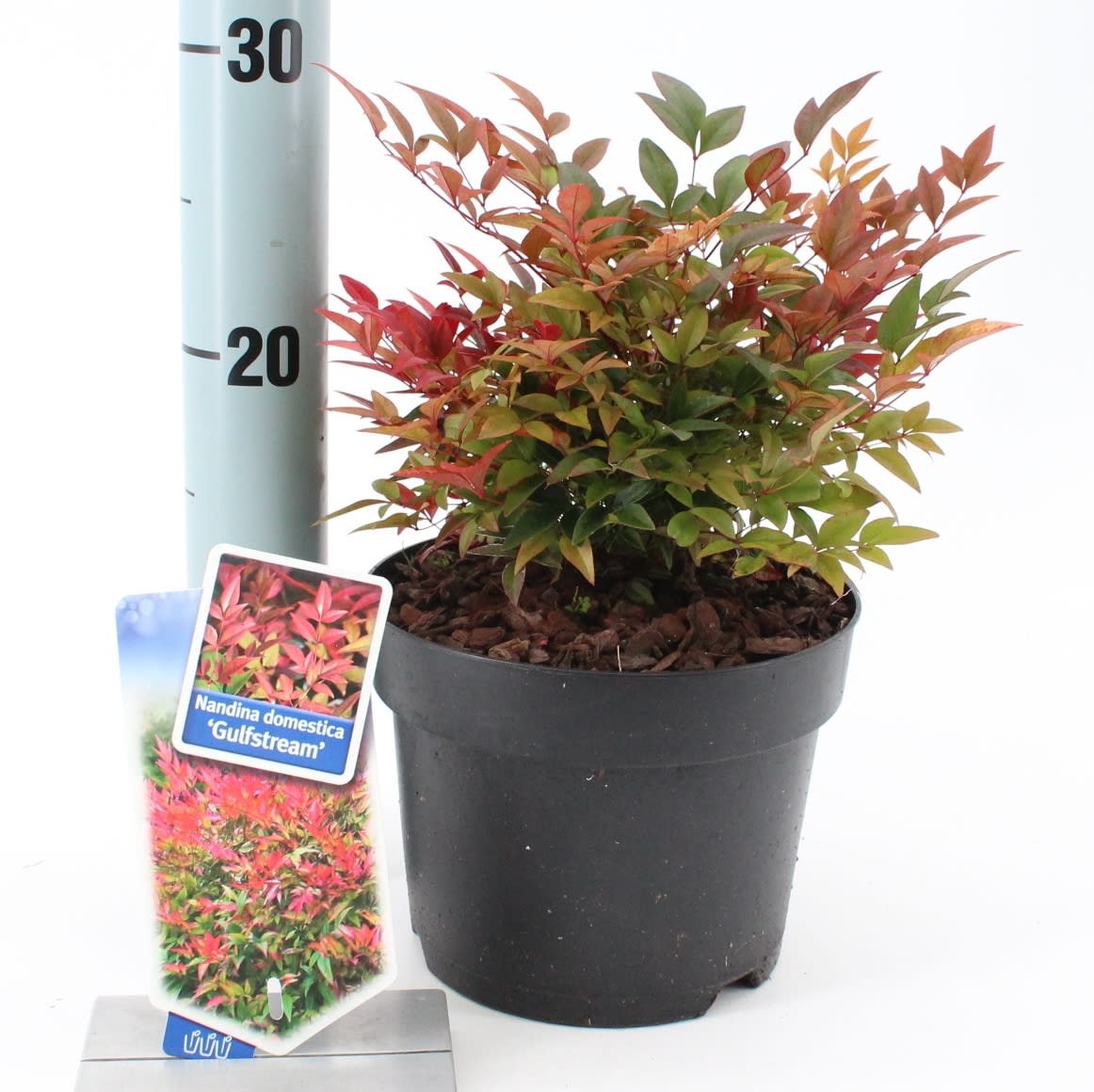 Nandina domestica &