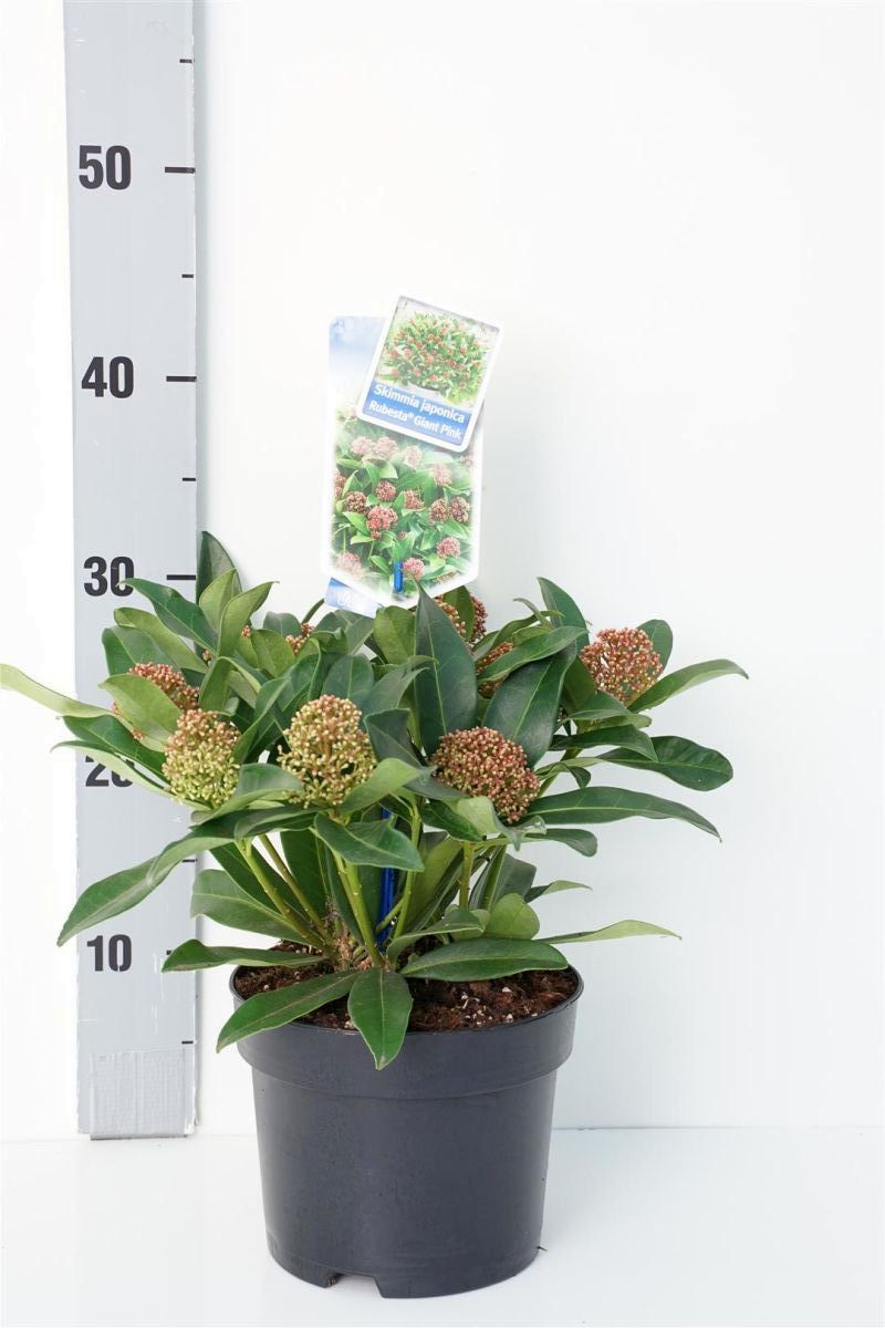 Skimmia japonica &