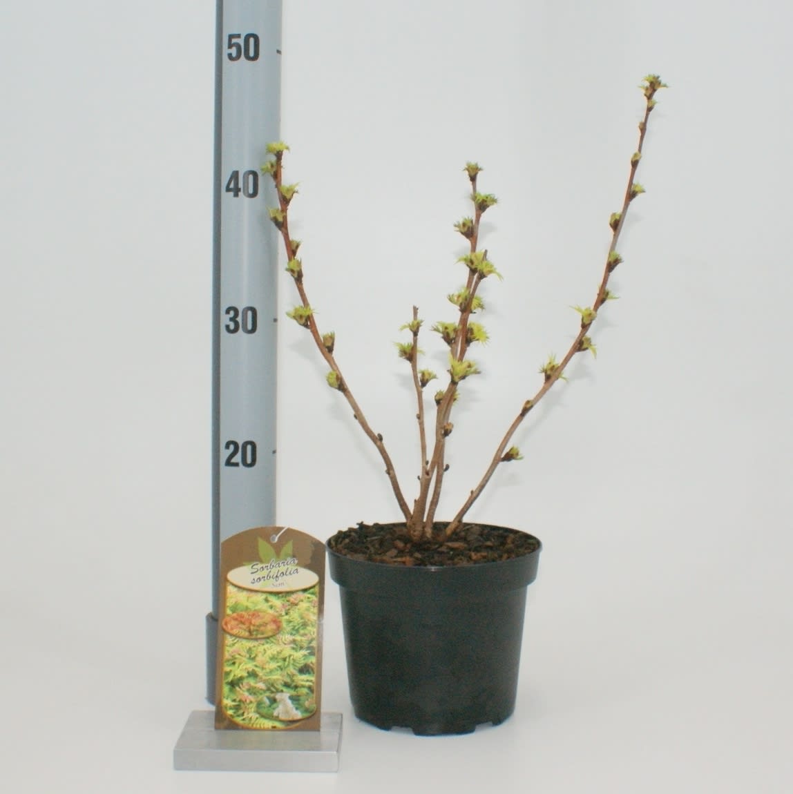 Sorbaria sorbifolia &