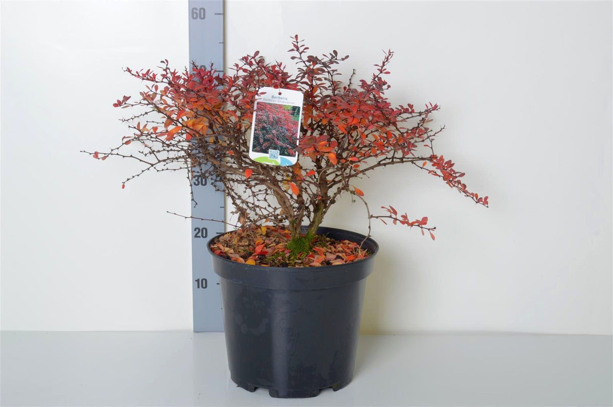 Berberis thunbergii &