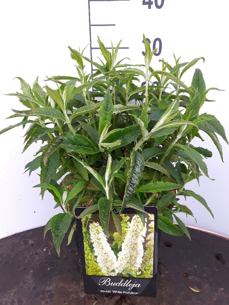 Buddleja davidii &