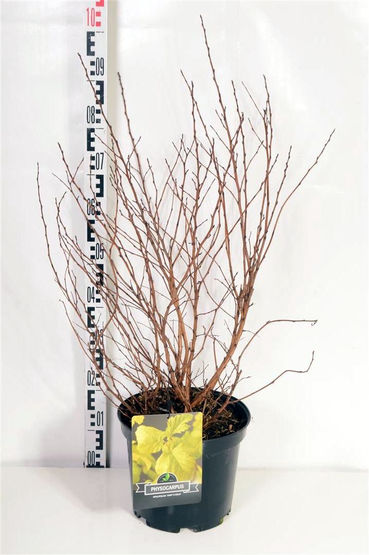Physocarpus op. &