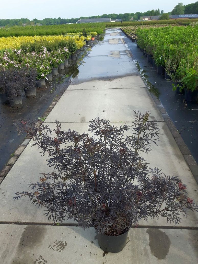 Sambucus nigra &