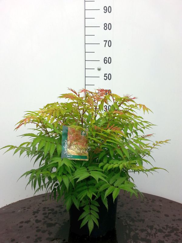 Sorbaria sorbifolia &