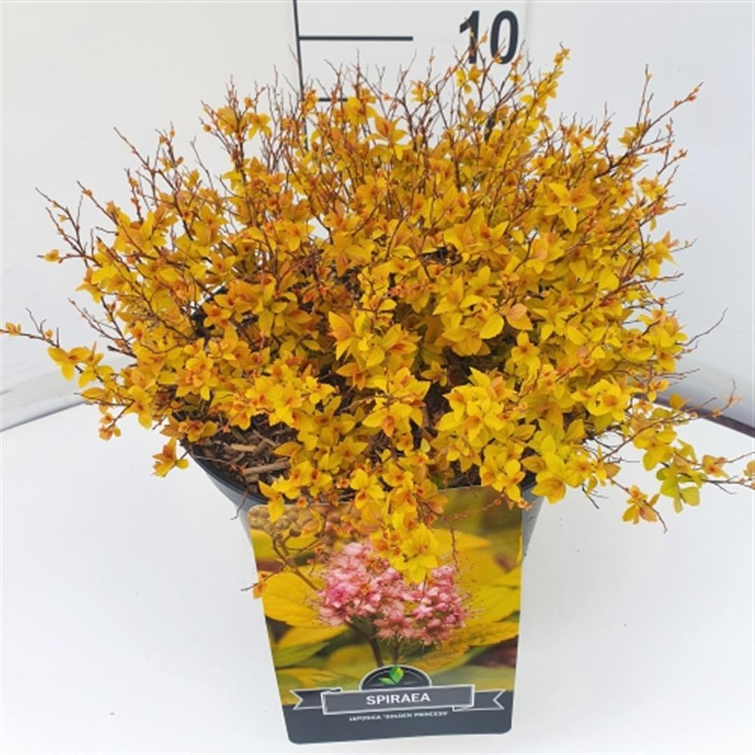 Spiraea japonica &