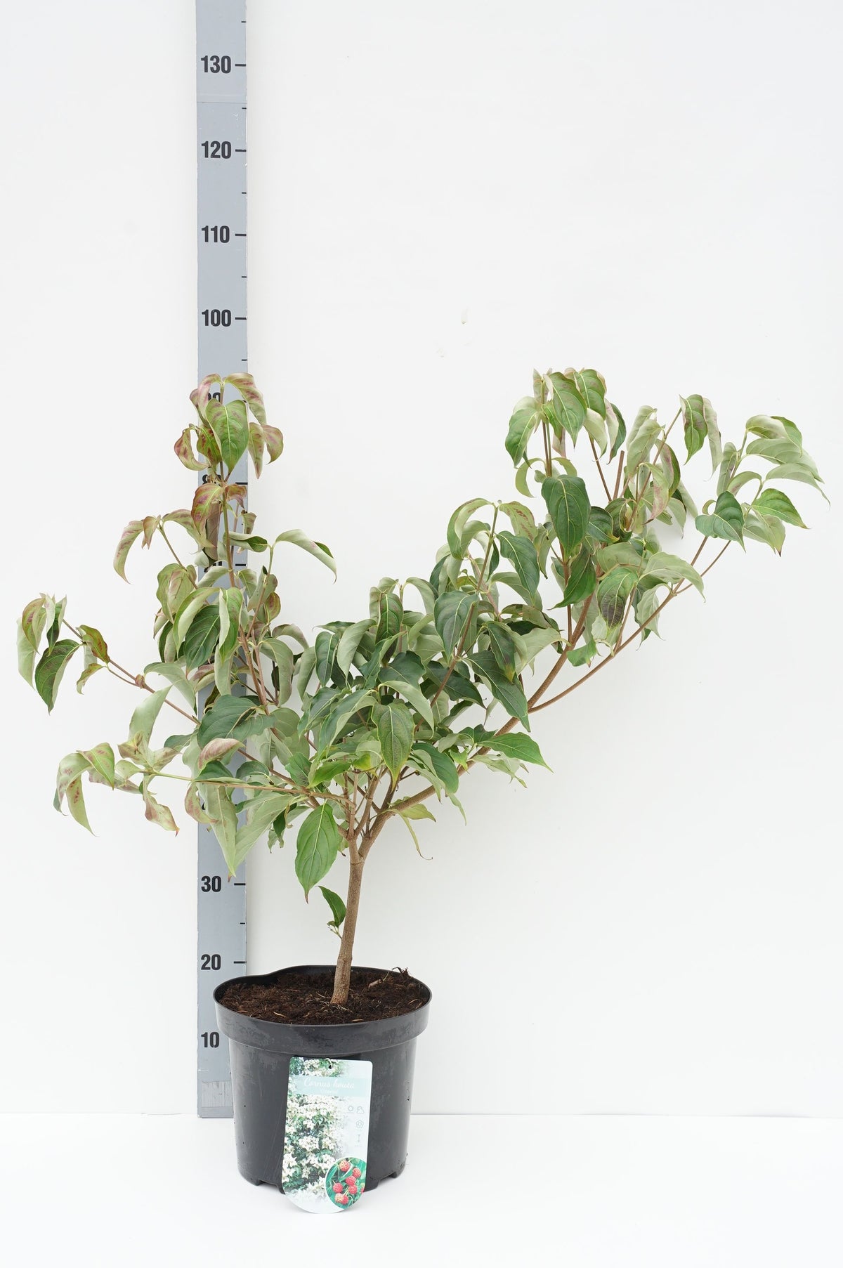 Cornus kousa chinensis C7,5 (7,5 liters kruka) 60-80 cm