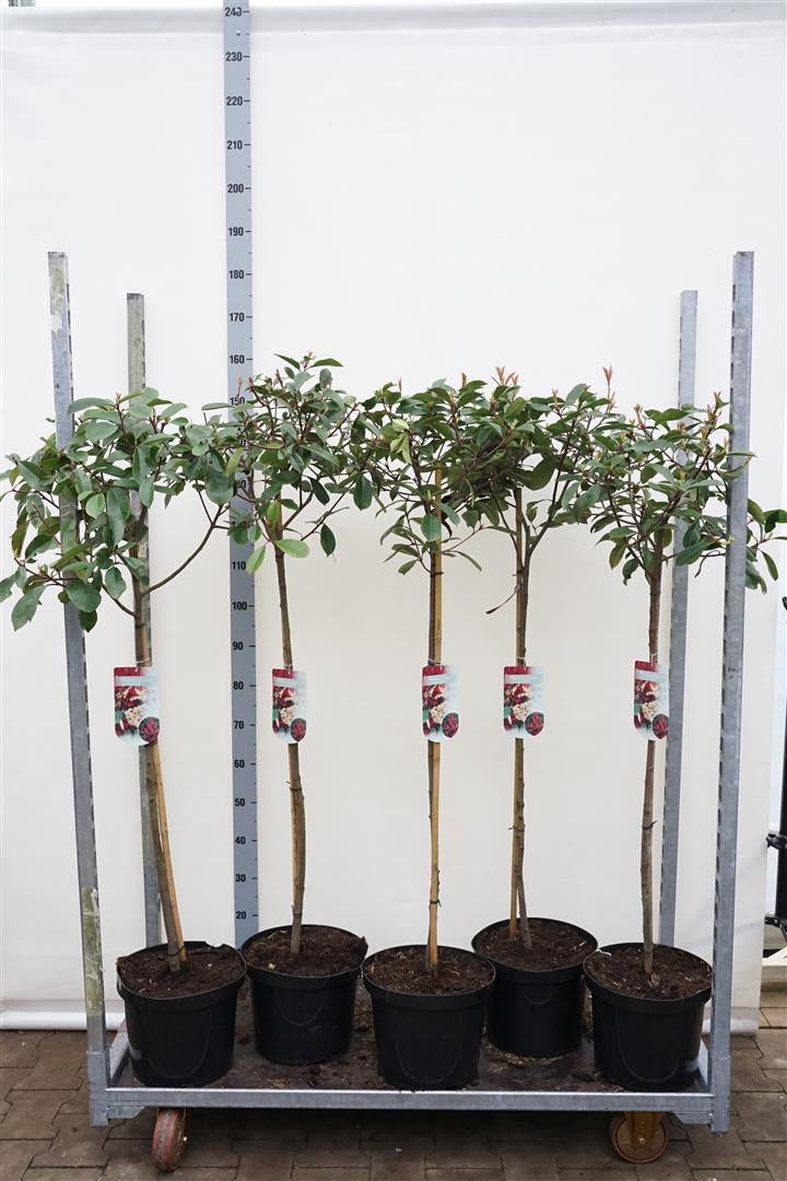 Photinia fraseri &