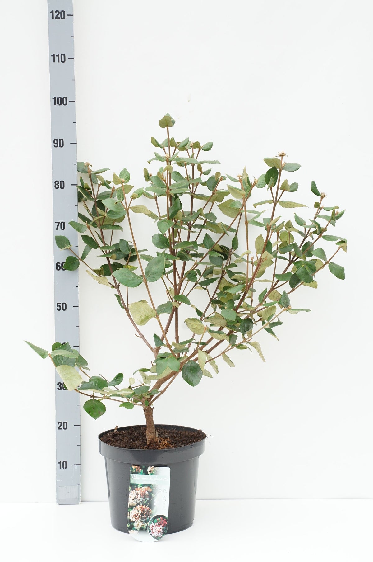 Viburnum burkwoodii &