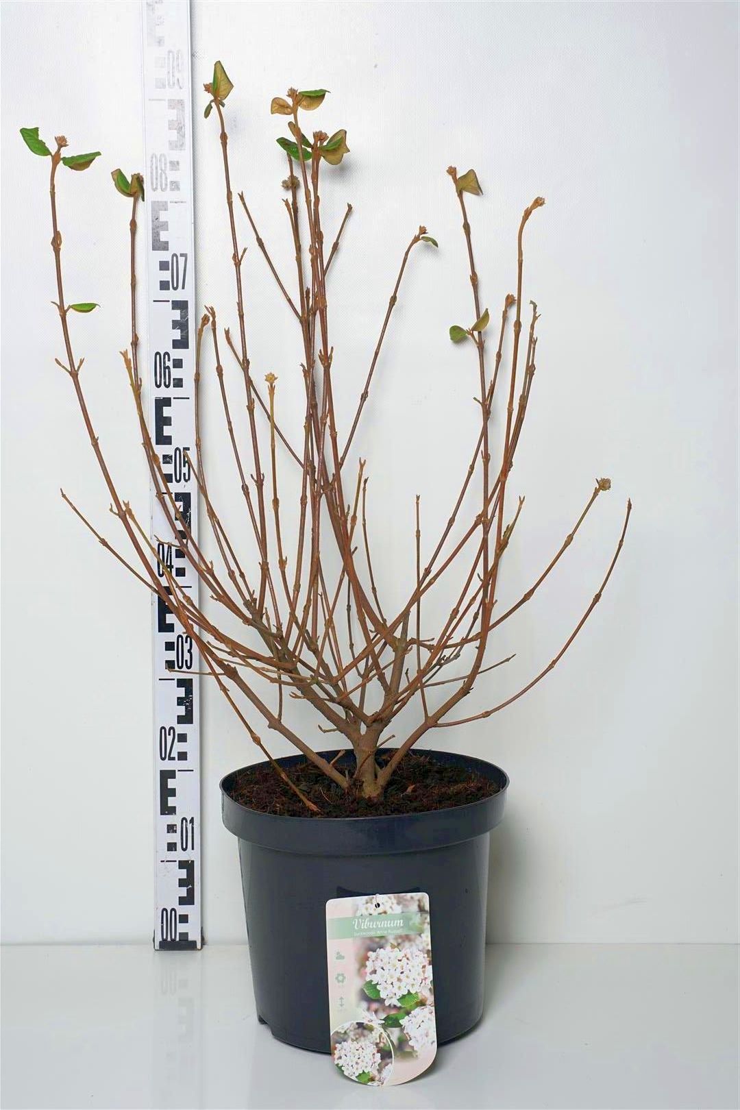 Viburnum burkwoodii &