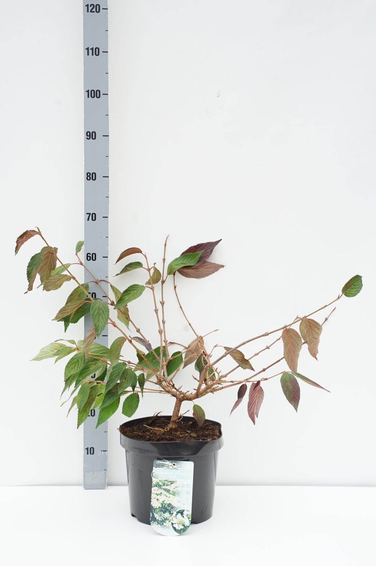 Viburnum plicatum &