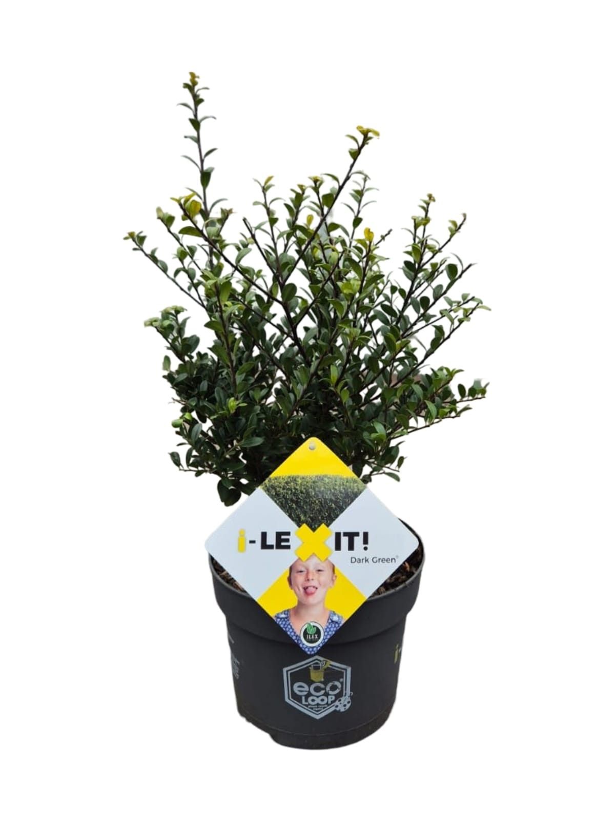Ilex crenata &
