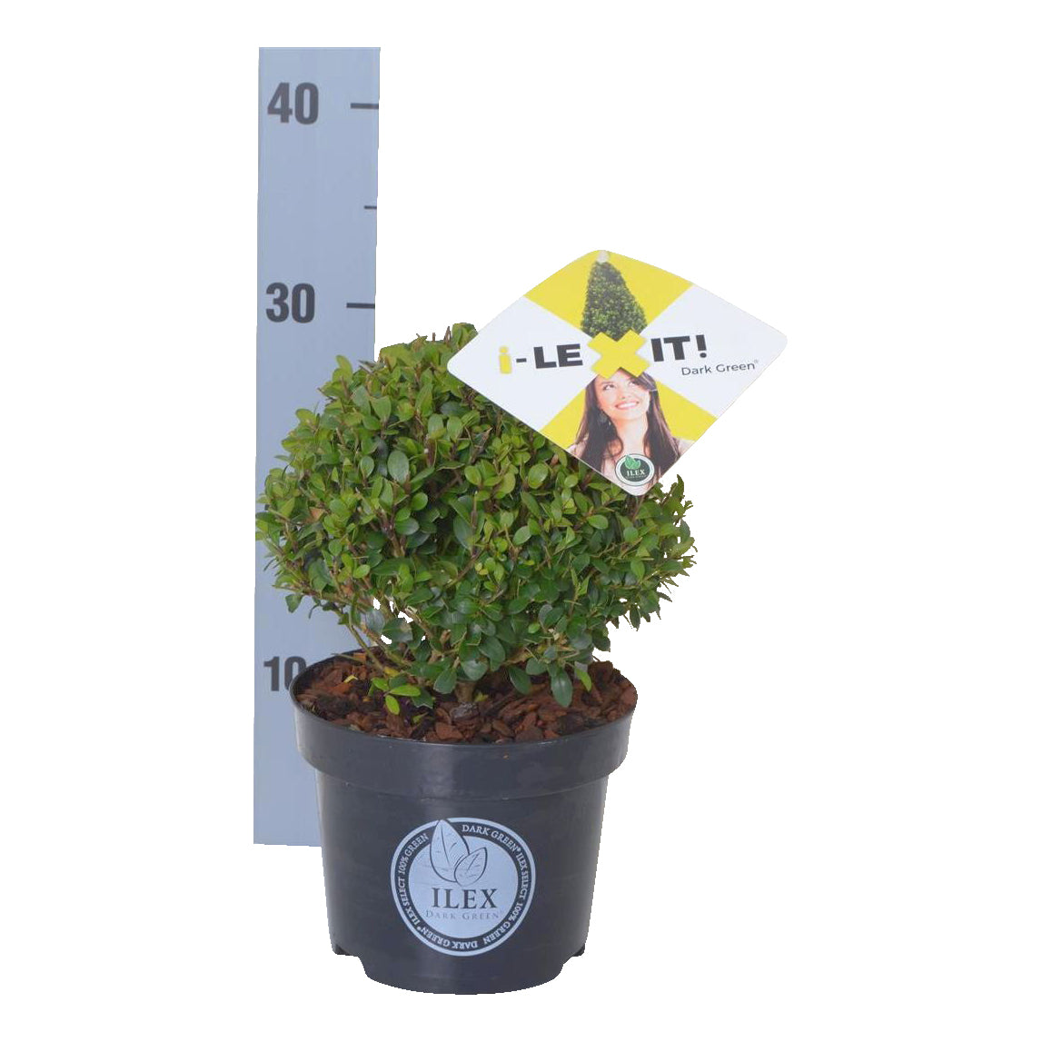 Ilex crenata &