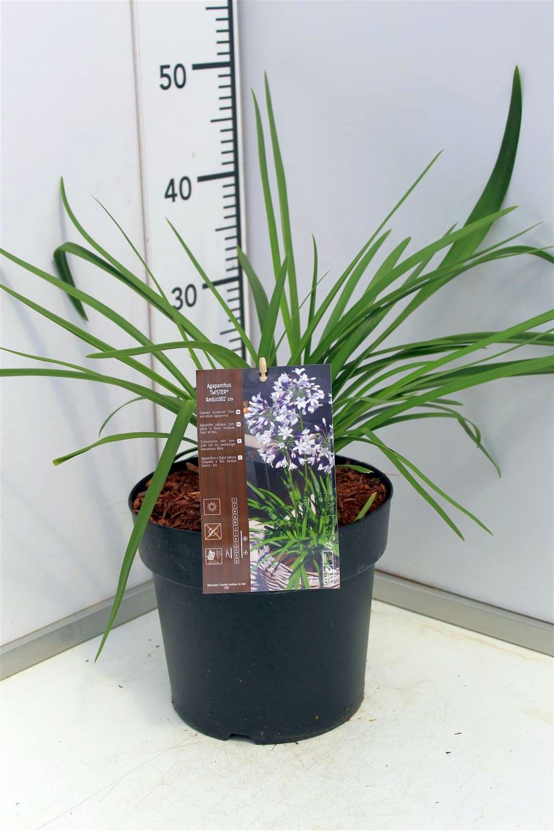 Agapanthus &