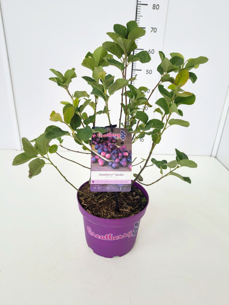 Amelanchier aln. &