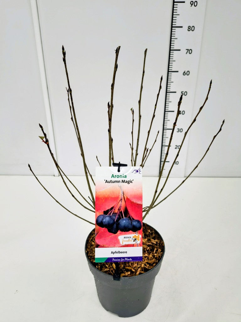 TW-2765943