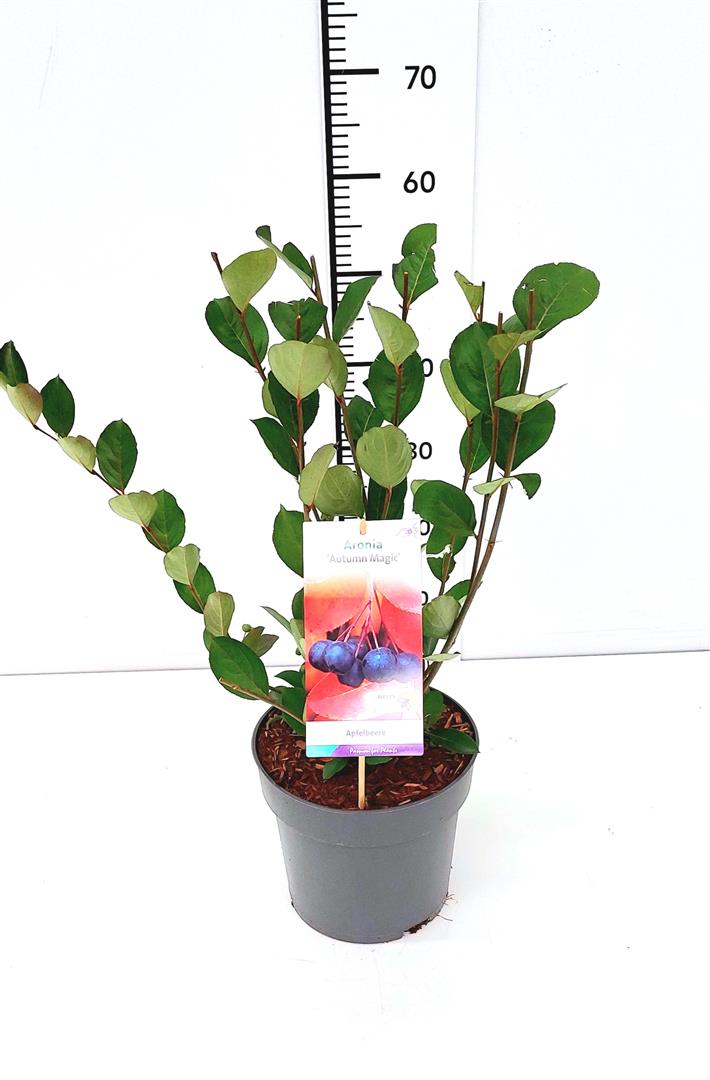 Aronia melanocarpa &